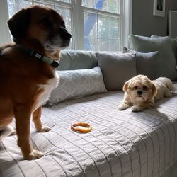 NorthPoint Pets & Company