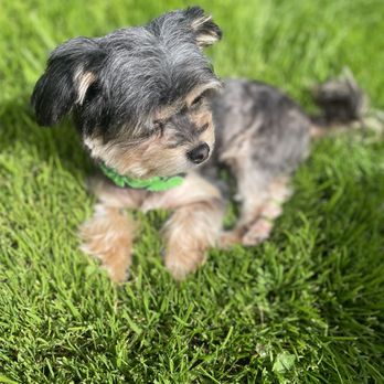 Bubble Bus Pet Spaw - Pet Groomers Near Me Bubble Bus Pet Spaw - Pet Groomers Near Me