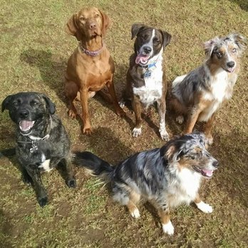 Pawsitively Trained - Pet Training Near Me