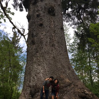 Worlds Largest Spruce Tree - Local Flavor Near Me