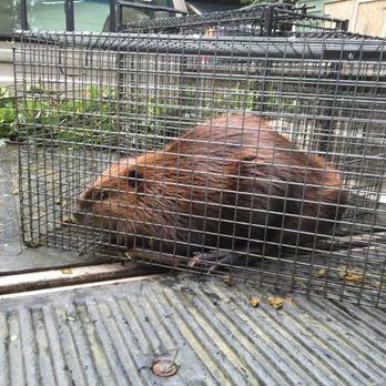 Trapper Ran Nuisance Wildlife - #beaverremoval - Wildlife Control Near Me - Poulsbo, Washington Trapper Ran Nuisance Wildlife - #beaverremoval - Wildlife Control Near Me - Poulsbo, Washington
