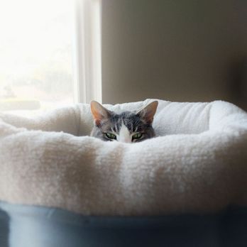 Gods Creatures Pet Sitting - Pet Sitting Near Me Gods Creatures Pet Sitting - Pet Sitting Near Me
