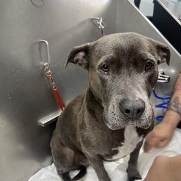 Doggy bath! Doggy bath!
