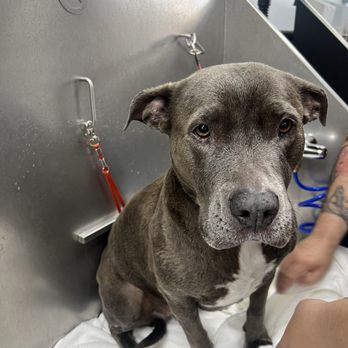 Dirty Pet Wash - Doggy bath! - Pet Groomers Near Me - Mission Viejo, California Dirty Pet Wash - Doggy bath! - Pet Groomers Near Me - Mission Viejo, California