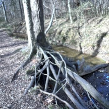Big Rock Nature Preserve - Small creek - Parks Near Me - Charlotte, North Carolina