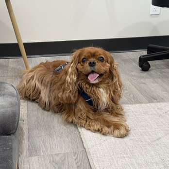 Apex Veterinary Specialists - Veterinarians Near Me - Saratoga, California Apex Veterinary Specialists - Veterinarians Near Me - Saratoga, California