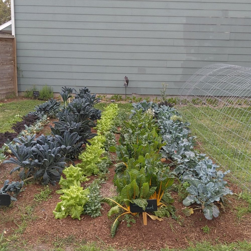 Old School Produce - A few of the crop row with kale and lettuce - Nurseries & Gardening Near Me - Houston, Texas Old School Produce - A few of the crop row with kale and lettuce - Nurseries & Gardening Near Me - Houston, Texas