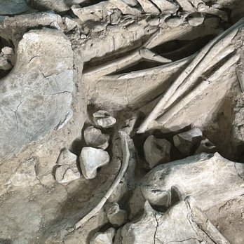 Waco Mammoth National Monument - Museums Near Me - Waco, Texas Waco Mammoth National Monument - Museums Near Me - Waco, Texas
