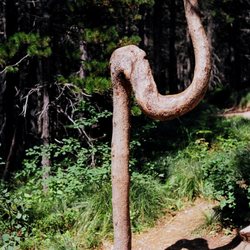 Redrock Falls - This is the second tree with the strange U-shape, that I saw on the trail to Redrock Falls.  - - Tom Brody