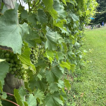 Bleu Frog Vineyards - Grapevines - Wine Tasting Room Near Me - Leesburg, Virginia Bleu Frog Vineyards - Grapevines - Wine Tasting Room Near Me - Leesburg, Virginia