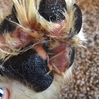On the Spot Pet Care - Our poor dogs bloody paws after being left in the care of On The Spot. Please if you care about your dog don't leave them their. - Pet Groomers Near Me - American Fork, Utah On the Spot Pet Care - Our poor dogs bloody paws after being left in the care of On The Spot. Please if you care about your dog don't leave them their. - Pet Groomers Near Me - American Fork, Utah