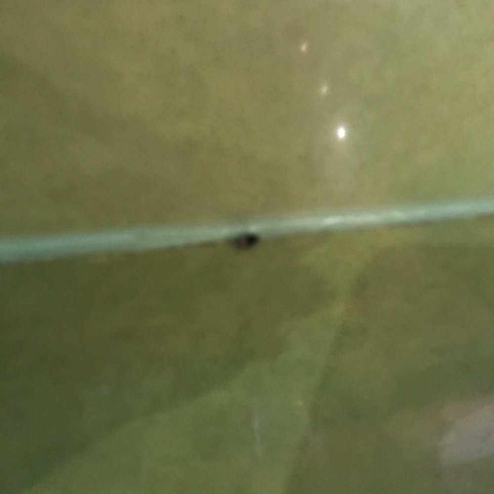Sushi Garden - Dead bugs everywhere :( - Sushi Bars Near Me - Tucson, Arizona Sushi Garden - Dead bugs everywhere :( - Sushi Bars Near Me - Tucson, Arizona
