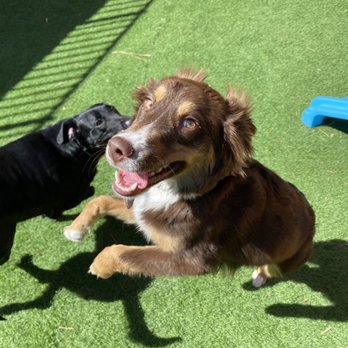 LV Dog Resort II - Report Card sent to me while I was at work - Pet Boarding Near Me - Las Vegas, Nevada LV Dog Resort II - Report Card sent to me while I was at work - Pet Boarding Near Me - Las Vegas, Nevada