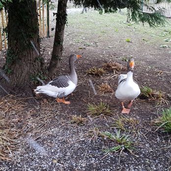 Solinger Vogelpark - Zoos Near Me - Solingen, NW
