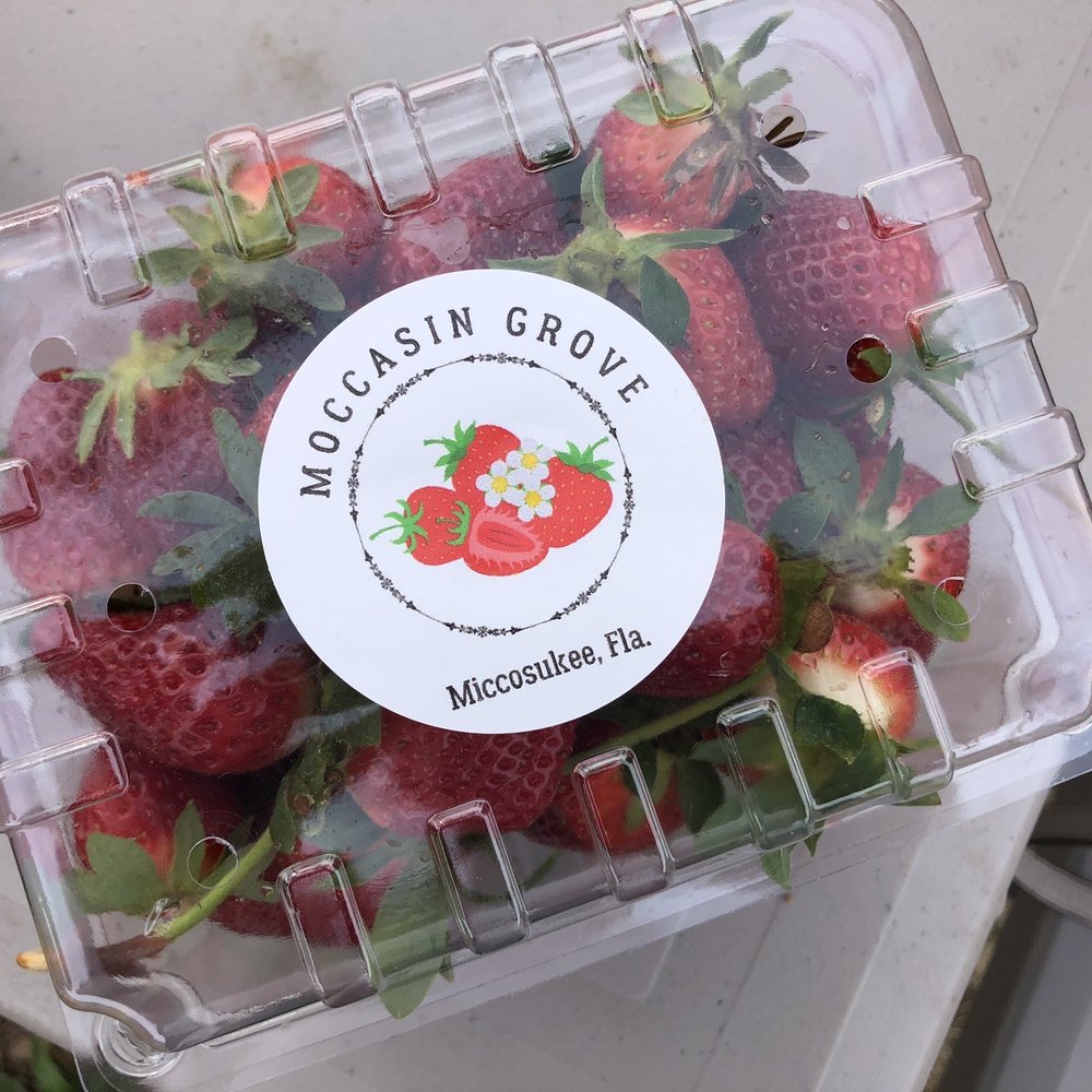 Moccasin Grove - U-Pick Strawberries - Pick Your Own Farms Near Me - Tallahassee, Florida Moccasin Grove - U-Pick Strawberries - Pick Your Own Farms Near Me - Tallahassee, Florida