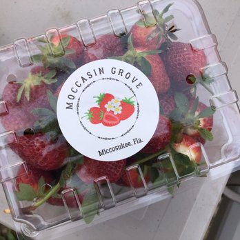 Moccasin Grove - U-Pick Strawberries - Pick Your Own Farms Near Me - Tallahassee, Florida