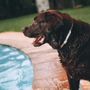 Photo of Copper's Barkology
