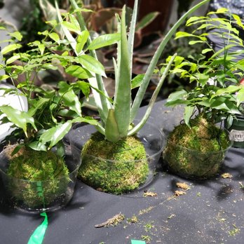 Exotic Plants - Swig and dig night - Nurseries & Gardening Near Me - Sacramento, California