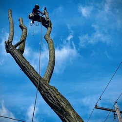 Ronin Tree Care