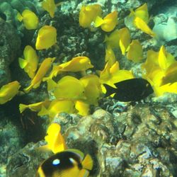 Ninth Island Nation Adventures - Snorkeling at Keylakekua Bay.