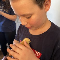 Barn Loft Western Store - Chicks