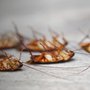 Photo of PestGuard Solutions