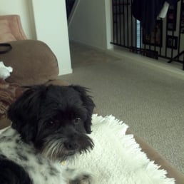 We adopted Murphy (Manny) last Saturday while you were at Milpitas Humane Society. Our family is complete :-) We adopted Murphy (Manny) last Saturday while you were at Milpitas Humane Society. Our family is complete :-)