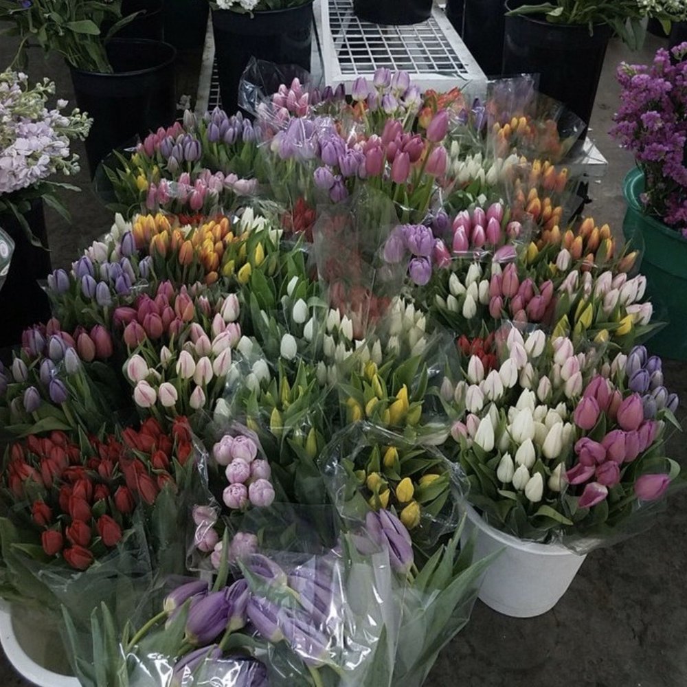 Berkeley Florist Supply Company - Tulips anyone - Florists Near Me - Miami, Florida