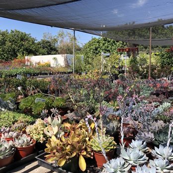 Aki Nursery - Succulents - Nurseries & Gardening Near Me - Irvine, California