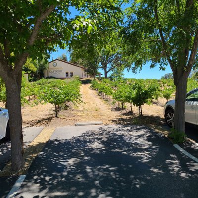 Castoro Cellars Vineyards & Winery by null
