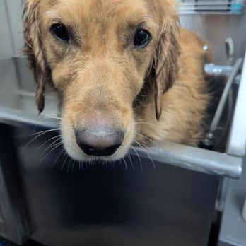 The Paw Spa LB - Bath day! - Pet Groomers Near Me - Long Beach, California