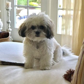 Heavenly Puppies - Pet Stores Near Me - Boca Raton, Florida Heavenly Puppies - Pet Stores Near Me - Boca Raton, Florida