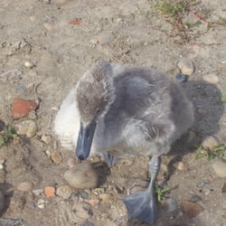 Chasewater Railway - Cygnet at Chasewater