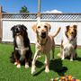 Doggy Doolil Daycare