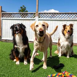 Doggy Doolil Daycare - Did someone say 'ball?'
dog daycare near me
Surrey dog daycare
doggy daycare