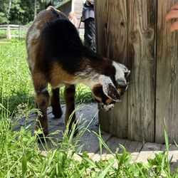 Baby Goat