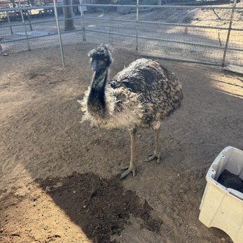 2 The Rescue Animal Sanctuary - Community Service/Non-Profit Near Me - Ramona, California