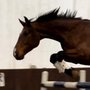 Photo of Byden Farm Equestrian Services