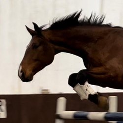 Byden Farm Equestrian Services - 3 yr old Warmblood Gelding, Tom Cruze.