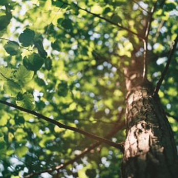 Keeping It Green - Tree Services Near Me - Loveland, Ohio