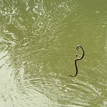 Freeman Lake - Snake attacked the bait of a guy fishing. I would've cut the line saying you can have it! Don't worry the snake jumped and swam away. - Lakes Near Me - Elizabethtown, Kentucky Freeman Lake - Snake attacked the bait of a guy fishing. I would've cut the line saying you can have it! Don't worry the snake jumped and swam away. - Lakes Near Me - Elizabethtown, Kentucky