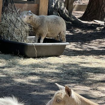 The Fluffy Cow Cafe - Petting Zoos Near Me - St. Augustine, Florida The Fluffy Cow Cafe - Petting Zoos Near Me - St. Augustine, Florida