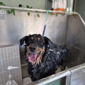 PogoPaws - Pet Groomers Near Me - San Bernardino, California