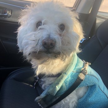 Beverly Hills Mobile Grooming - BEFORE - Pet Groomers Near Me Beverly Hills Mobile Grooming - BEFORE - Pet Groomers Near Me