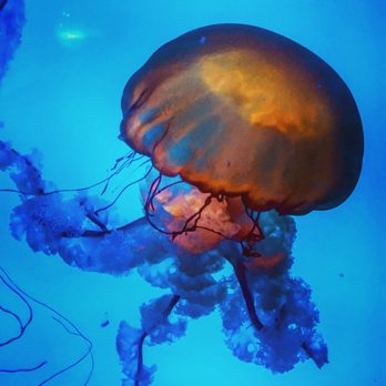 Downtown Aquarium - Jellyfish are so cool - Museums Near Me - Denver, Colorado