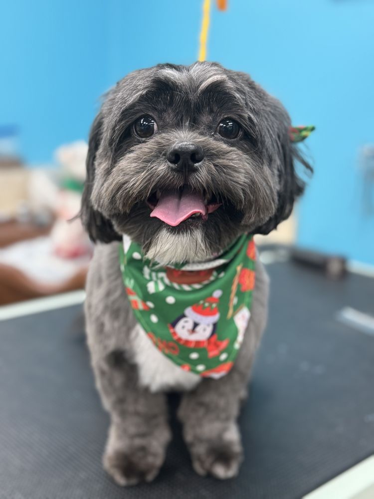 DFW PET LOVE GROOMING Updated October 2024 58 Photos 3036 Anita Dr, Garland, Texas Pet