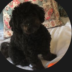 Groovy Pet Grooming - my baby ruby