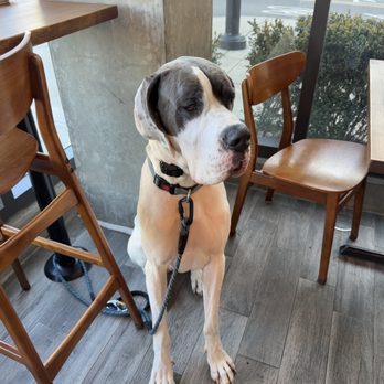 Snow Bunny Coffee - Dog friendly - Cafes Near Me - Portland, Oregon Snow Bunny Coffee - Dog friendly - Cafes Near Me - Portland, Oregon