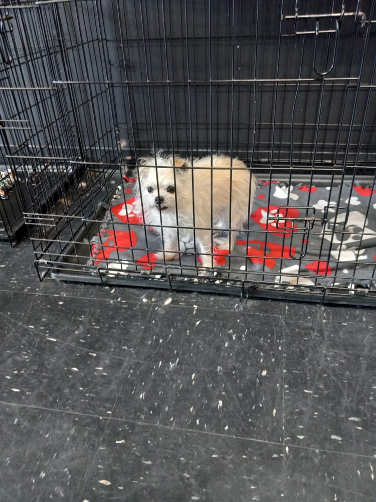 MUDDY PAWS DOG GROOMING Updated July 2024 26 Photos & 68 Reviews