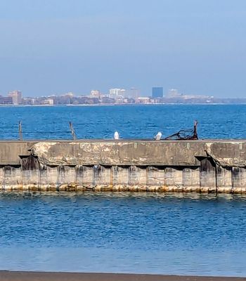 Montrose Point Bird Sanctuary by null